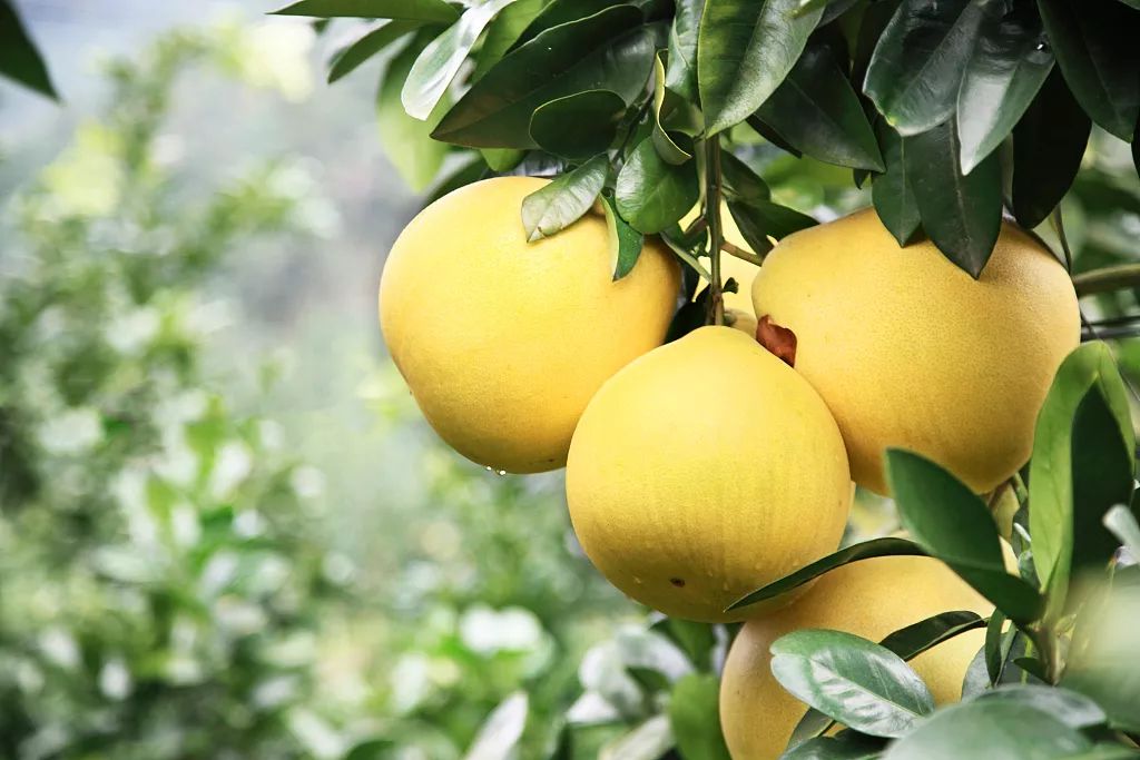 今年廣東梅州柚子情況如何？